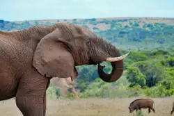 Large Elephant Walking Through A Field With A Small Elephant