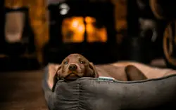 Dog Laying On A Bed With A Pillow