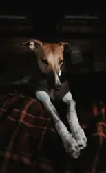 Dog Jumping Up And Down On A Bed