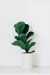 Green Plant Is Sitting On A White Surface