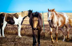 Three Horses Standing In A Field With A Fence