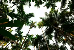 Large Tree With A Bunch Of Green Leaves
