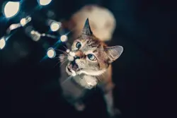 Cat Is Standing In The Middle Of A Crowd