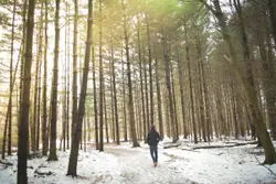 Man Walking Through A Forest With A Pair Of Skis