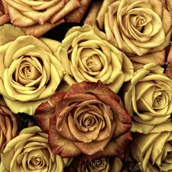 Large Group Of Red Roses In A Flower Pot