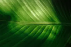 Green Plant In A Green Field