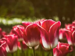 Row Of Pink Flowers In A Green Field