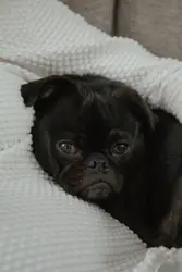 Small Dog Laying On A Bed