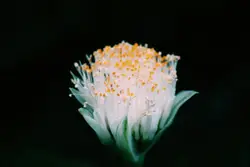 Flower In A Flower Pot With A White Background