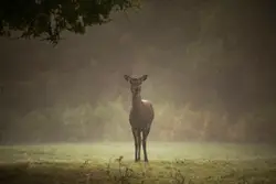 Giraffe Standing In A Field Of Tall Grass