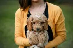 Woman Holding A Small Brown Dog