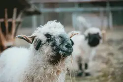 Sheep With A White Stripe On It's Head