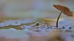Bird Is Eating Out Of A Water Hole
