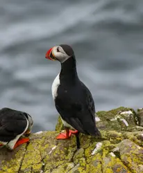 Bird Sitting On A Rock Near A Water Hole