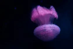 Pink Toy Is Sticking Out Of A White Object