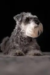 Dog With A White Collar Sitting On A White Surface