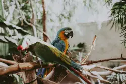 Parrot Is Perched On A Branch In A Tree