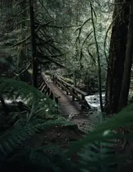 Bench Is In The Middle Of A Forest