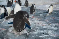 Large Group Of Birds Are Standing On A Beach