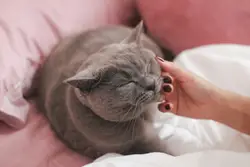 Cat Is Laying On A Person's Lap
