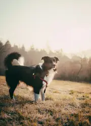 Dog Standing In A Field With A Dog