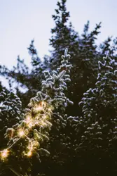 Tree With A Bunch Of Christmas Decorations On It