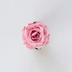 Pink Rose In A White Rose In A White Flower