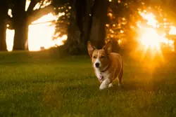 Dog Standing In The Grass Near A Tree