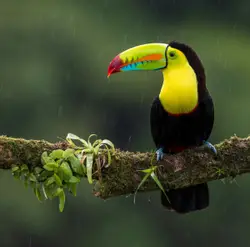 Bird Is Sitting On A Branch With A Flower