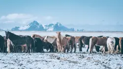 Herd Of Horses Standing In A Field