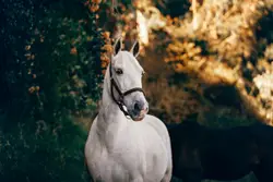 Horse Standing In The Middle Of A Field