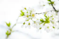 Single Flower In A Single Flower In A Tree