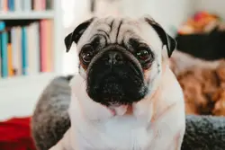 Small Brown And White Dog Sitting On A Couch