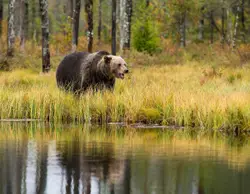 Bear Walking Through A Field Of Grass