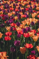 Large Group Of Red Flowers In A Large Red Flower Pot
