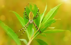 Small Bird Is Standing On A Green Plant