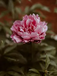 Pink Rose In A Flower Pot