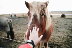 Brown And White Horse With A Red Tag