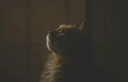 Cat Is Looking Out Of A Window