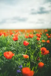 Field Full Of Red Flowers With A Red Umbrella