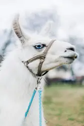 White Horse With A White Stripe On It's Head