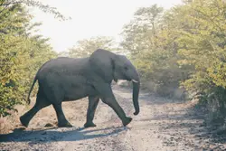 Large Elephant Walking Through A Forest