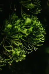 Tree With A Bunch Of Green Leaves