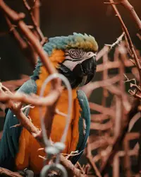 Bird Perched On A Branch In A Tree