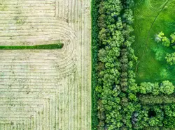 Field With A Fence And A Plant