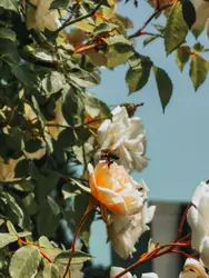 Bird Is Sitting In A Flower Arrangement