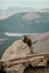 Small Bird Sitting On A Rock Near A Mountain