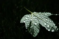 Large Green Flower In A Green Field