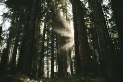 Fire Hydrant Is In The Middle Of A Forest