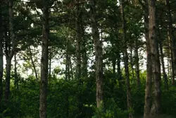 Forest With Trees And A Couple Of Trees